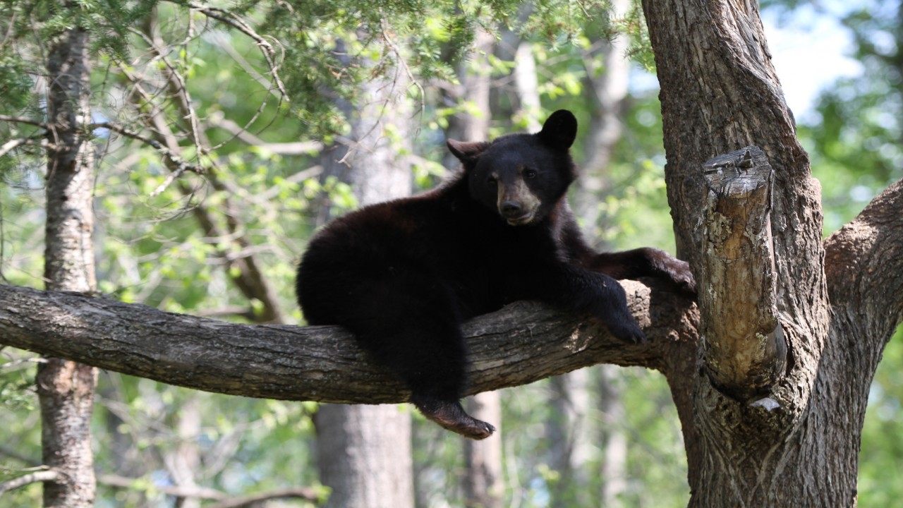 America's Wild Border: Northern Exposure