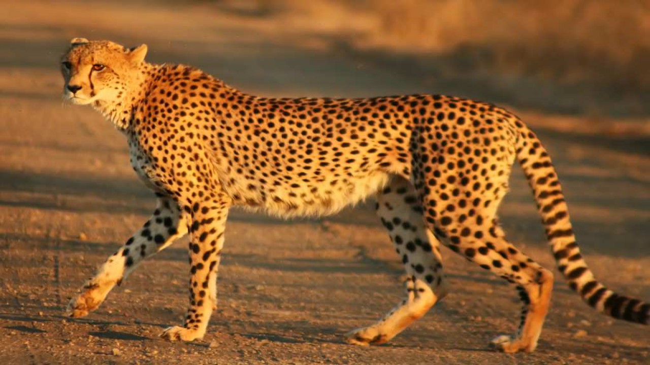 The Way of the Cheetah