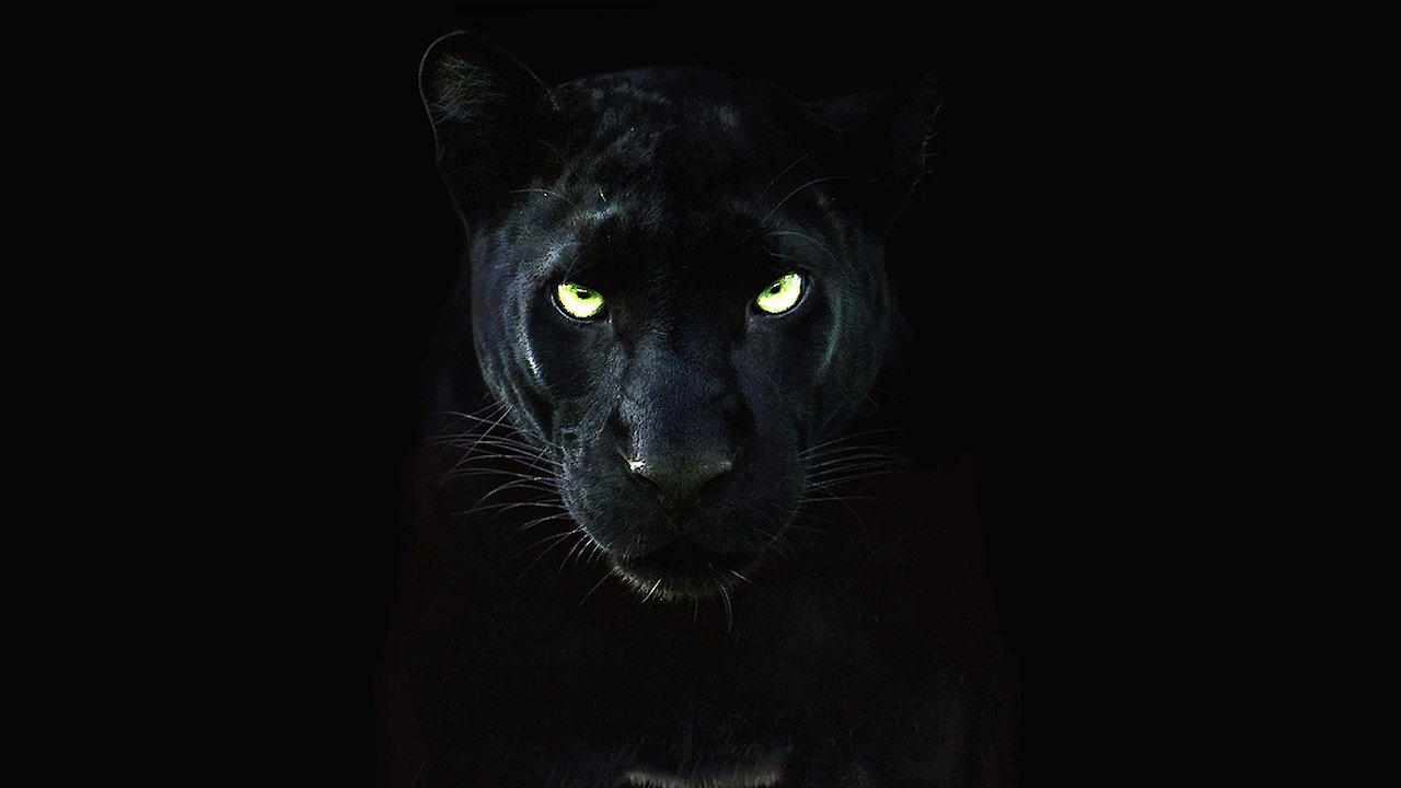 The Real Black Panther