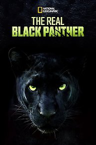 The Real Black Panther