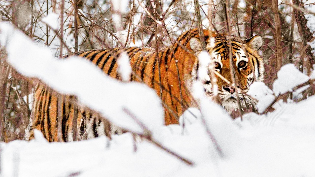 Russia's Wild Tiger