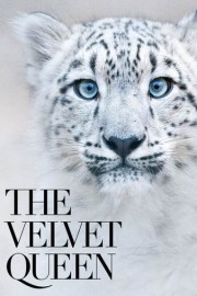 The Velvet Queen