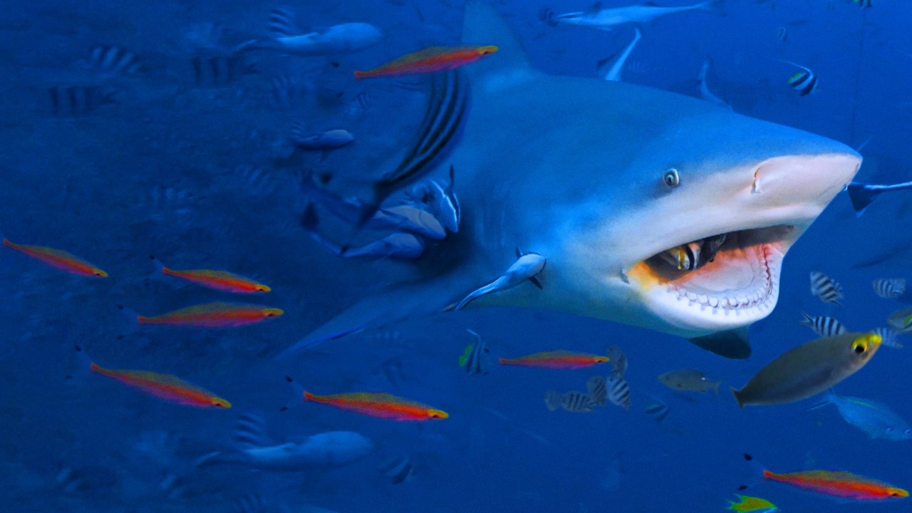 Raging Bull Shark