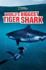 World's Biggest Tiger Shark