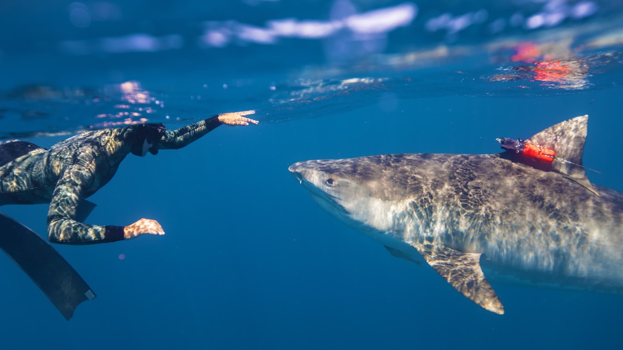 Maui Shark Mystery