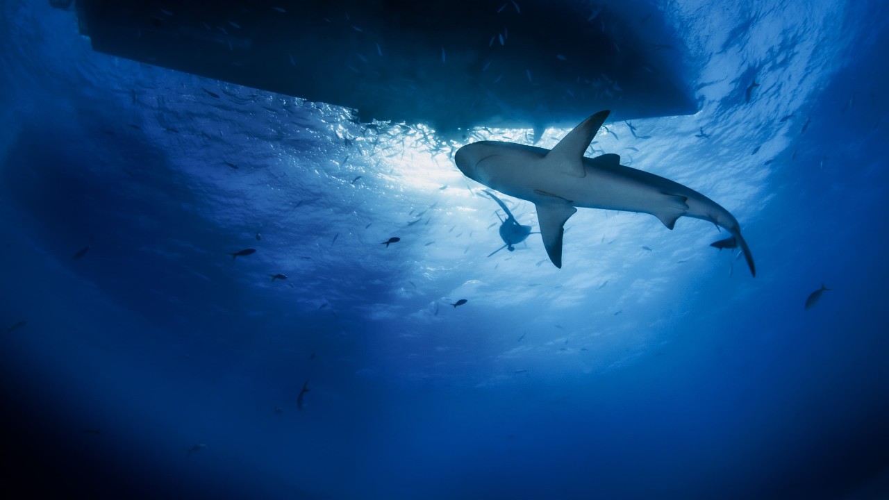 Jaws vs. Boats