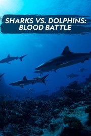 Sharks vs Dolphins: Blood Battle