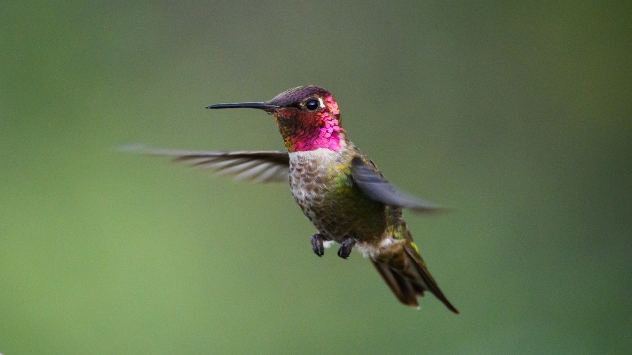 100 Hummingbirds