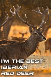 I'm the Best Iberian Red Deer