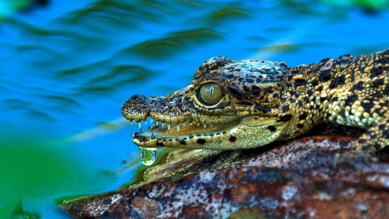 Life and Death in Paradise: Crocs of the Carribbean