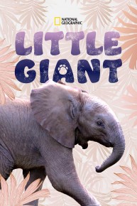 Little Giant