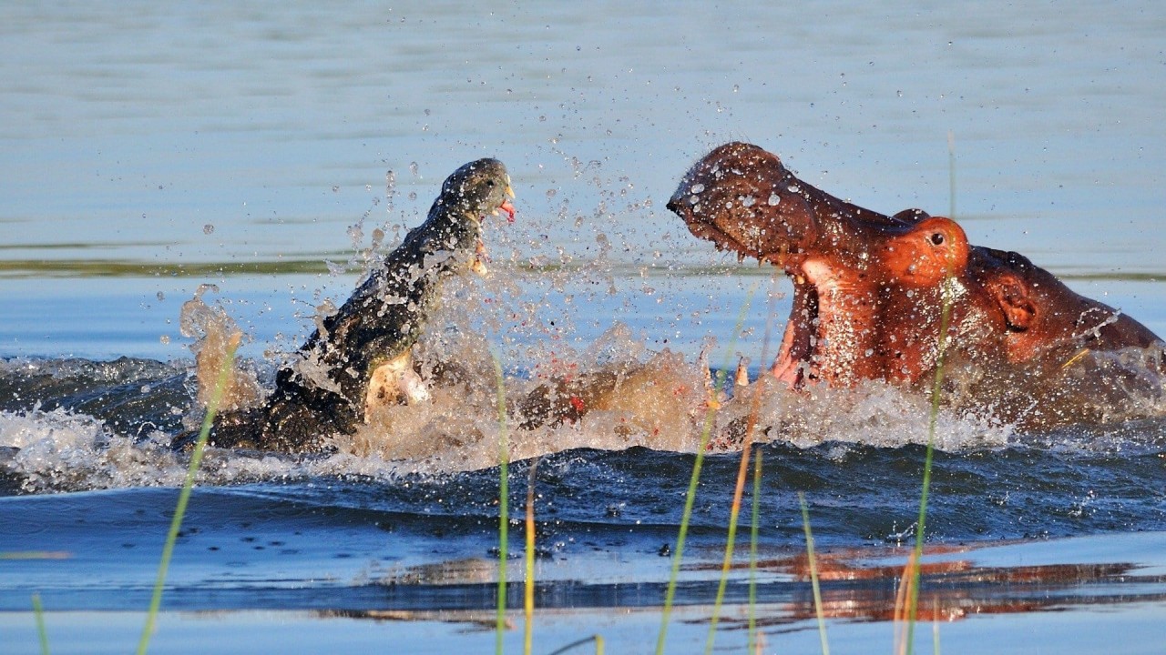 Hippo vs. Croc