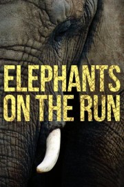 Elephants on the Run