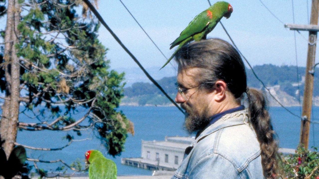 The Wild Parrots of Telegraph Hill