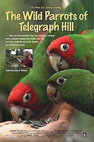 The Wild Parrots of Telegraph Hill