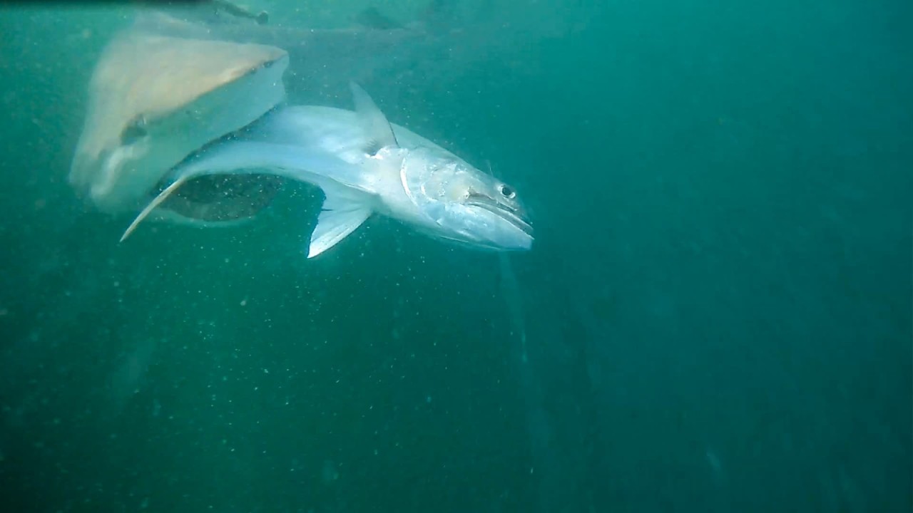 Bull Shark Bandits