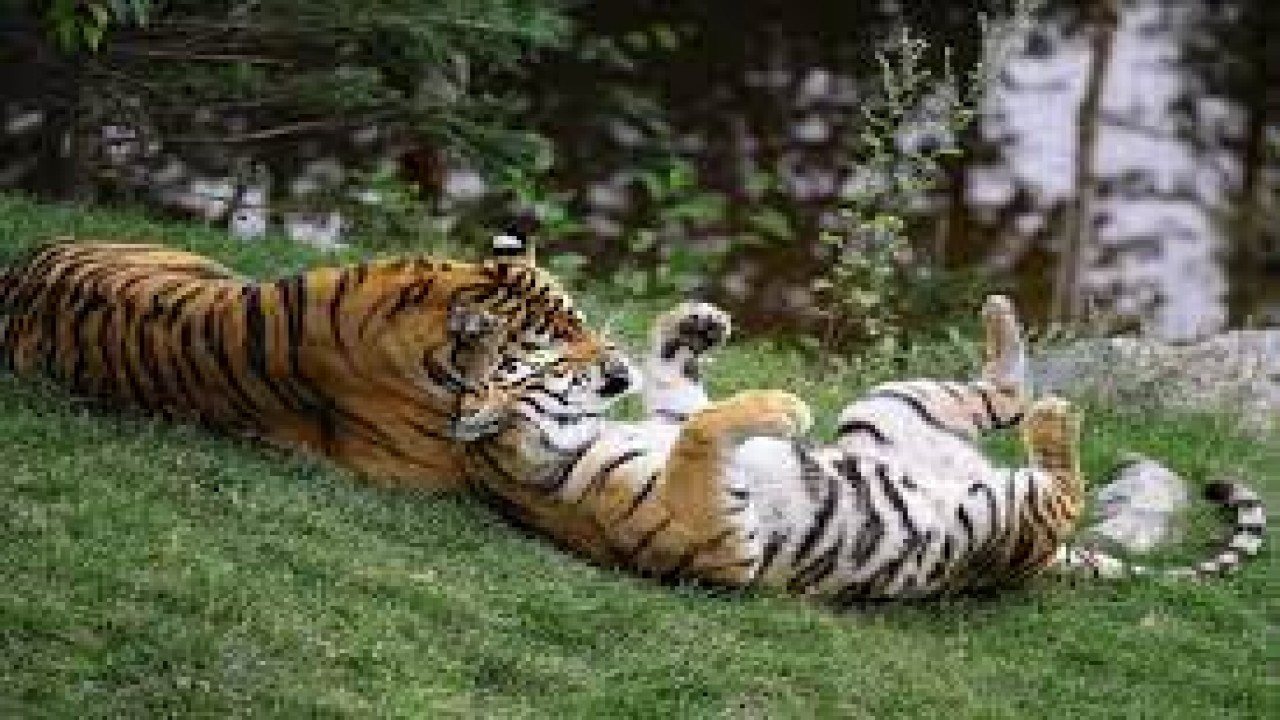 Safe Haven: Wild Animals, Tame Surroundings