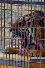 Safe Haven: Wild Animals, Tame Surroundings