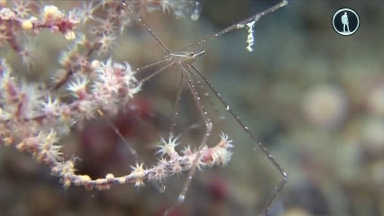 Secret World Of Crustaceans