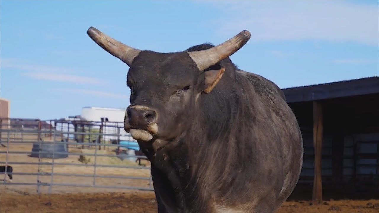 Buckin' Bulls: The Story of Ty Rinaldo