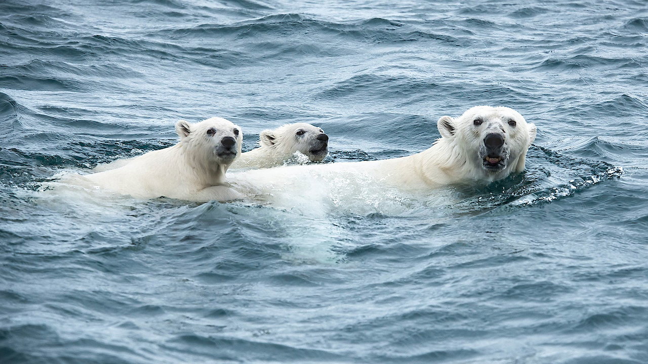 Under Thin Ice