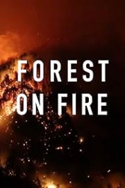Forest on Fire