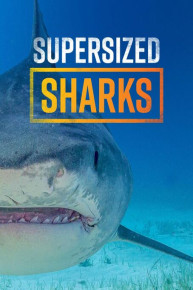 Supersized Sharks