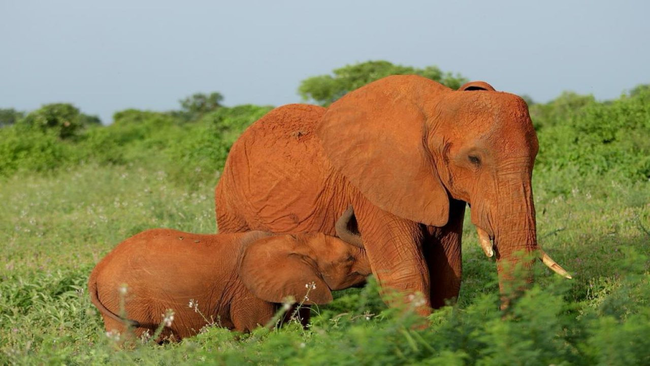 Two Days in the Heart of Tsavo East