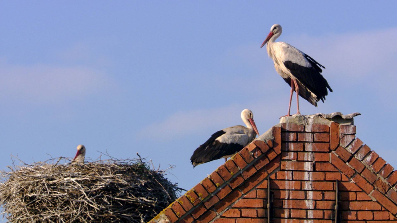 Storks - A Village Rooftop Saga