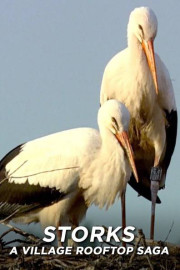 Storks - A Village Rooftop Saga