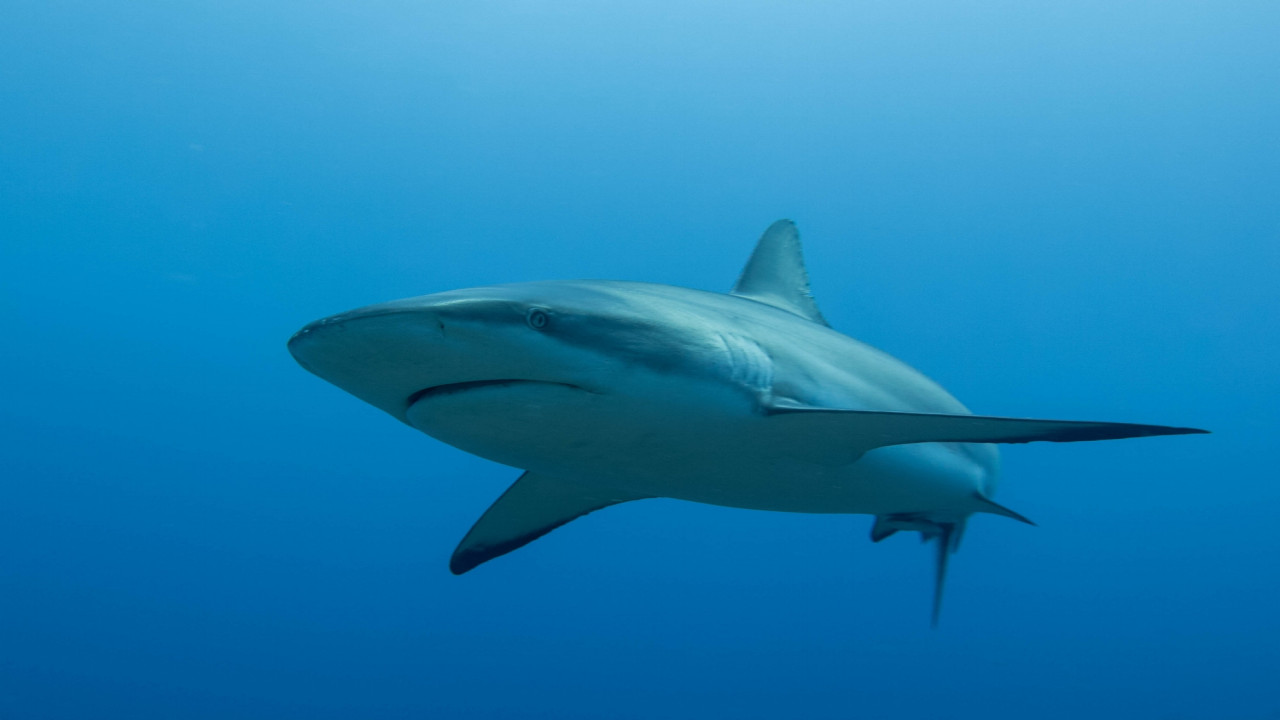 Shark Divers Part 2