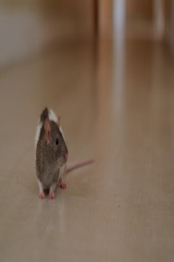 Squeaky