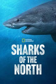 Sharks of the North
