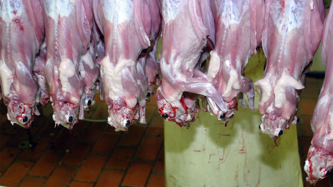 Your Mommy Kills Animals