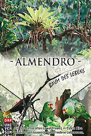 Almendro - Der Baum des Lebens