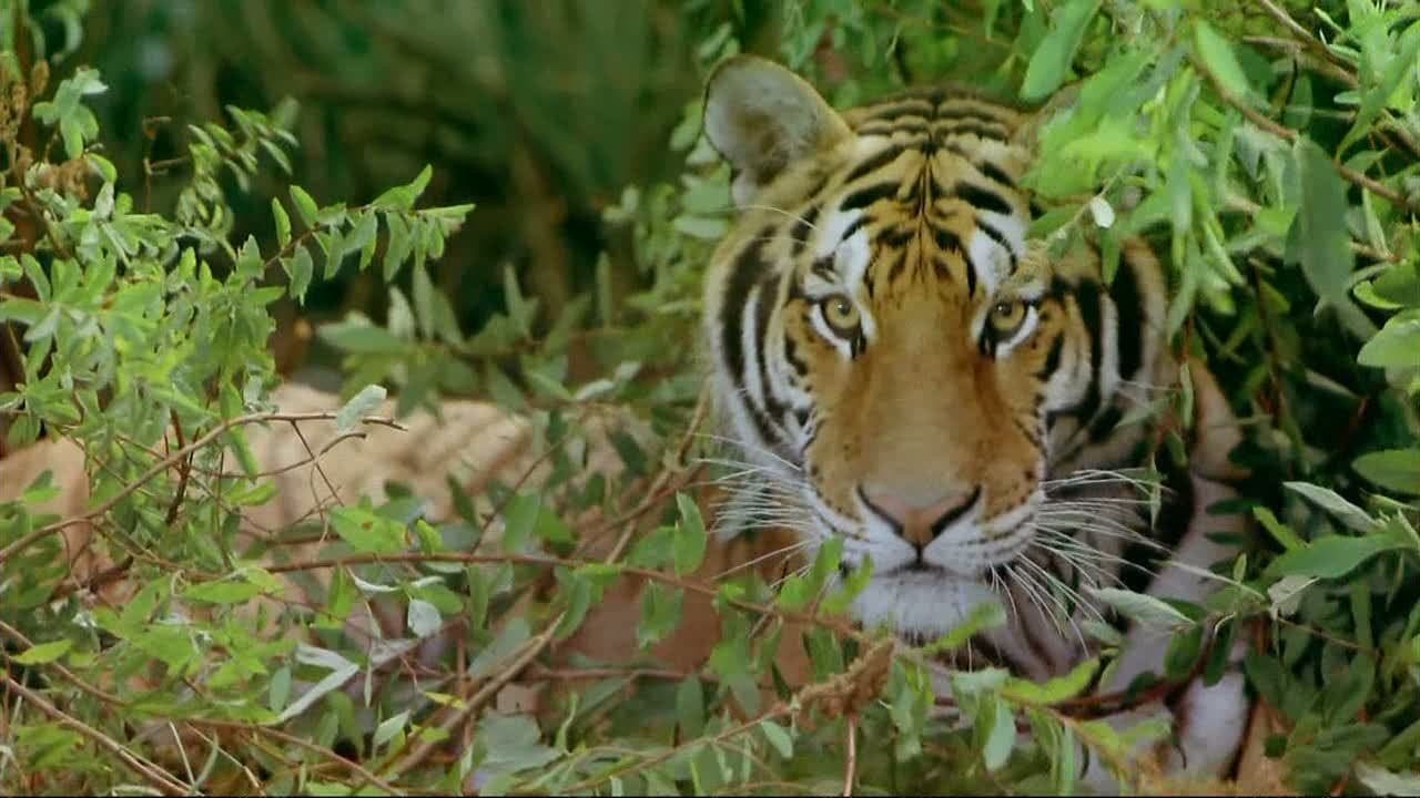 India: Kingdom of the Tiger