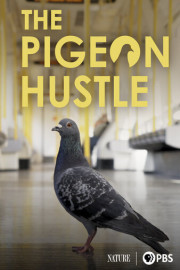 The Pigeon Hustle