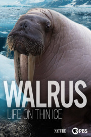Walrus: Life on Thin Ice