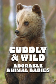 Cuddly & Wild: Adorable Animal Babies