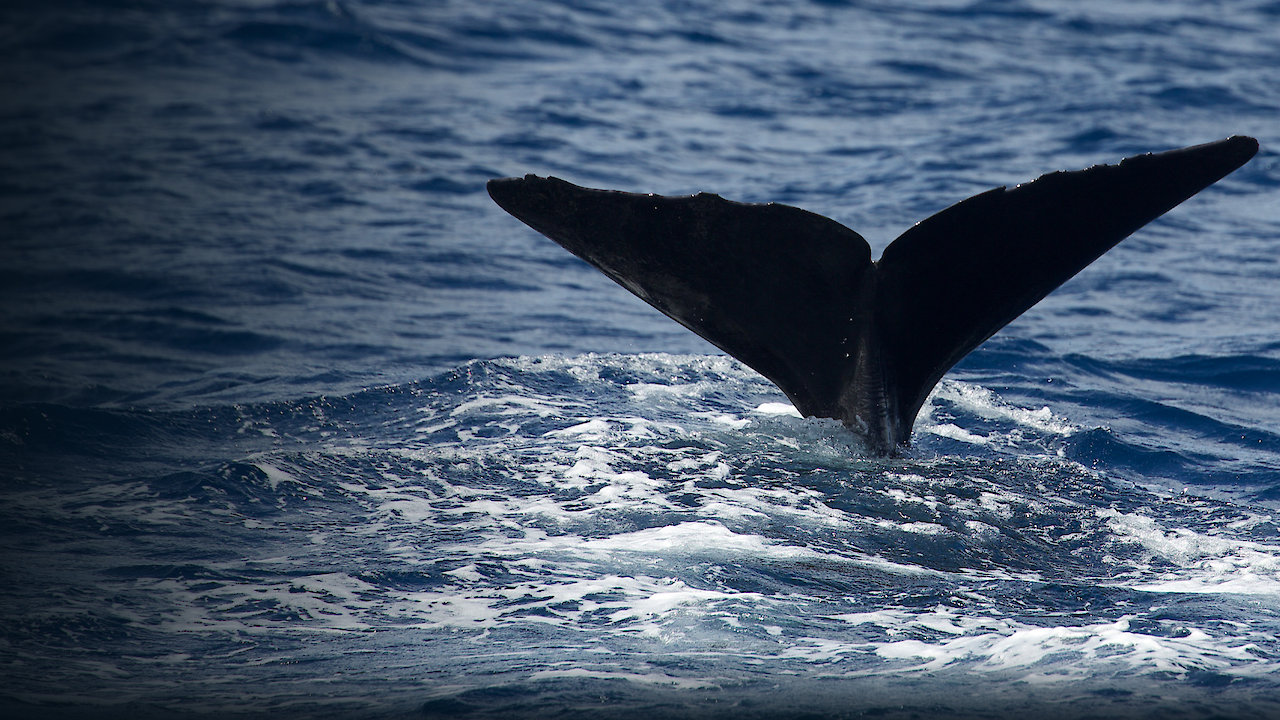 Patrick and the Whale