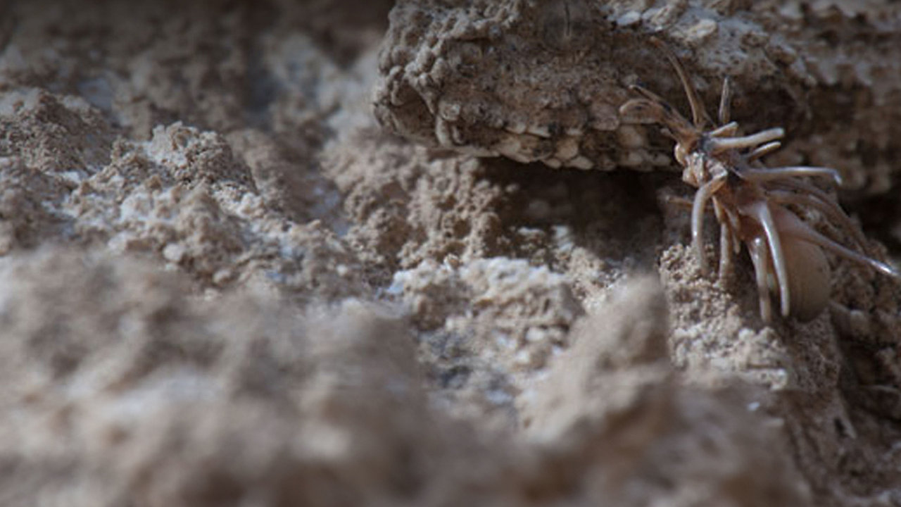 In the Realm of the Spider-Tailed Viper