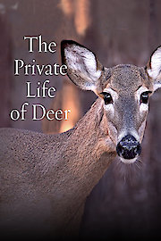 The Private Life of Deer