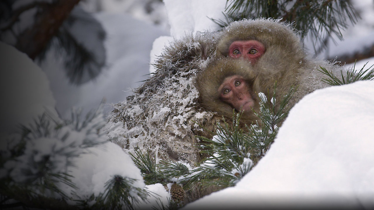 Snow Monkeys