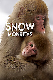 Snow Monkeys