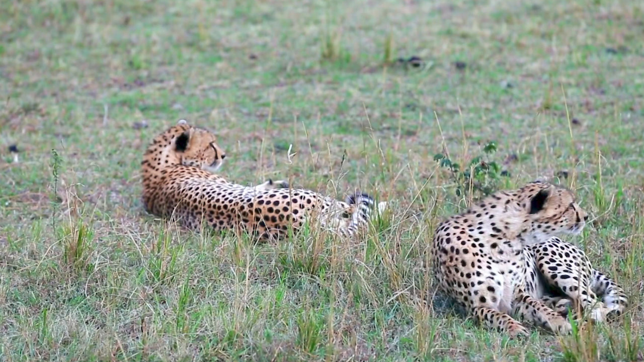 Galapagos and Africa, Nature is Here