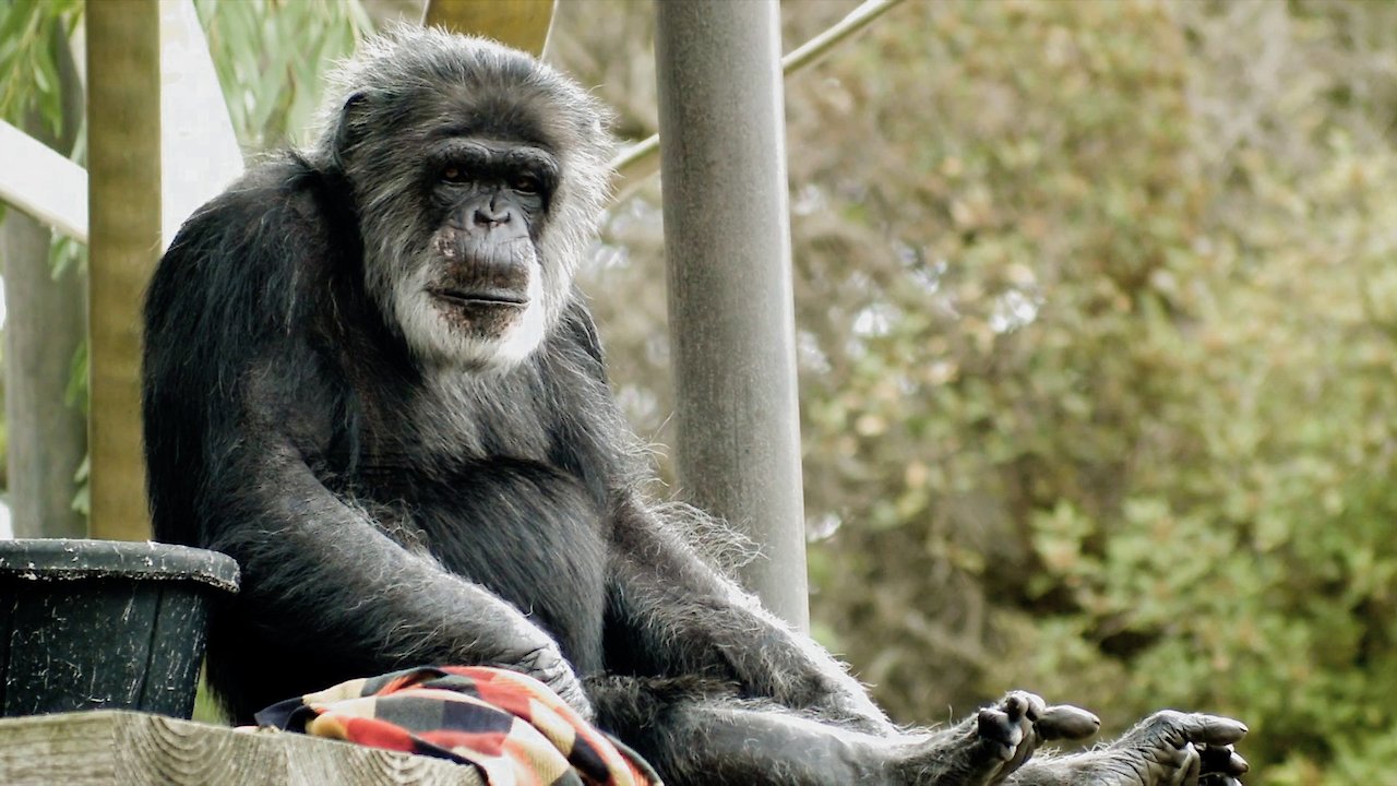 Cobby: The Other Side of Cute