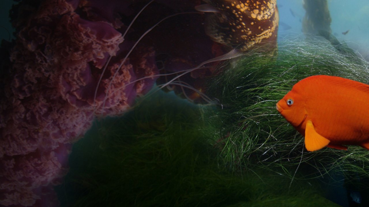 Seasons of the Sea: A Film by Howard Hall