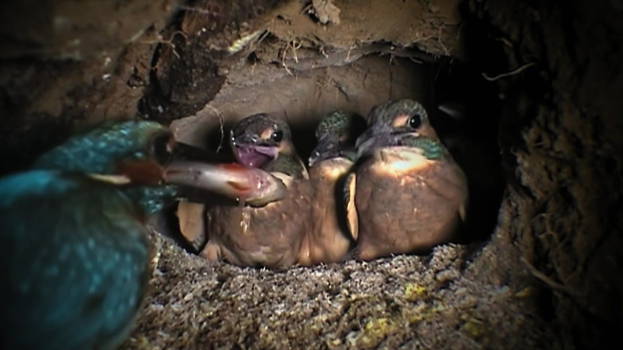 Germany's Wild Amazon