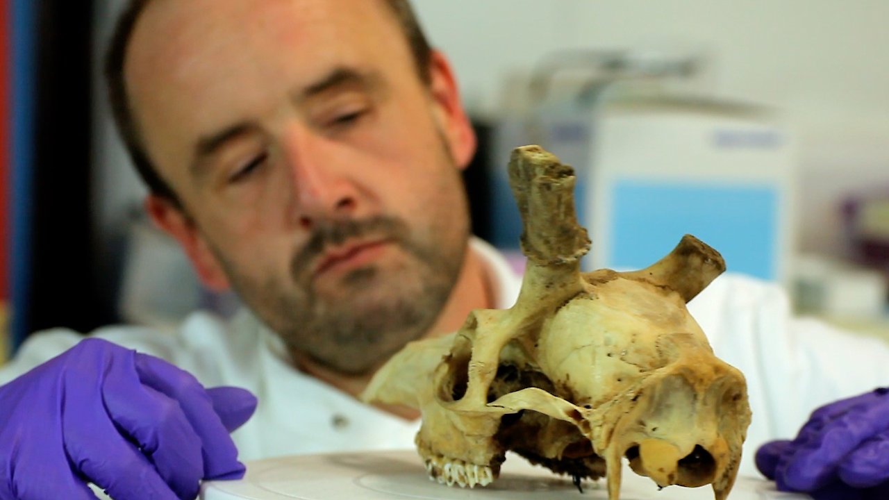 Britains Big Cat Mystery