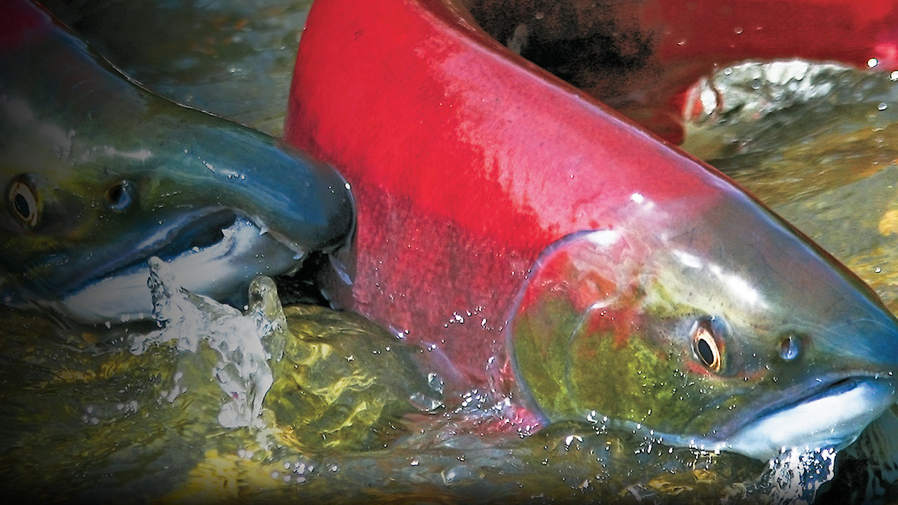 Salmon: Running the Gauntlet